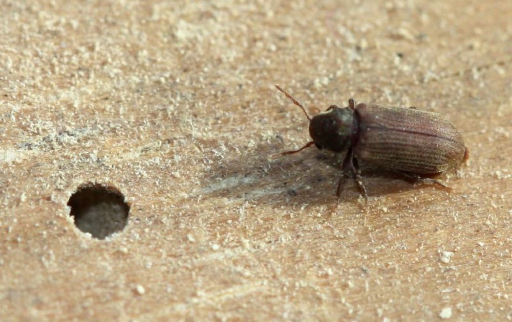 Какие черные жуки заводятся в доме и как от них избавиться?